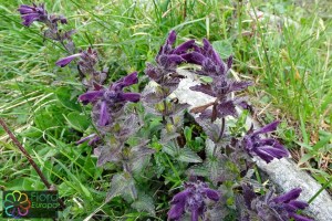 Bartsia alpina (3)